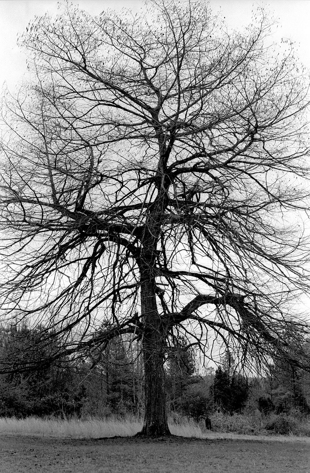 A Black and White 35mm photograph of a tree in Fame Mississippi by Patrick Scott Vickers